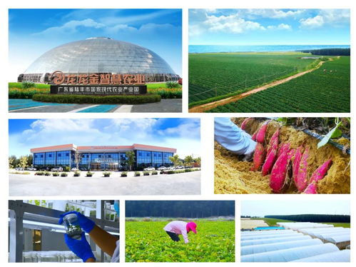 汕尾市加快構建 1 4 n 特色農產品產業體系